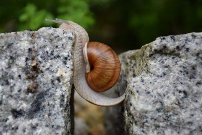 resilient snail climbing rocks
